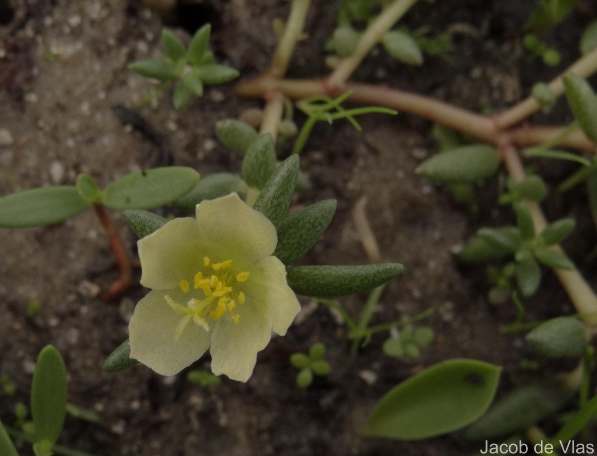 Portulaca tuberosa Roxb.
